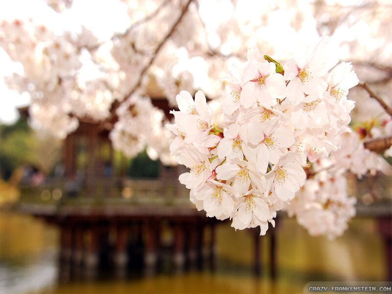 Cherry Blossoms in Bloom — White, Serene, Spring, Photograph, Tree