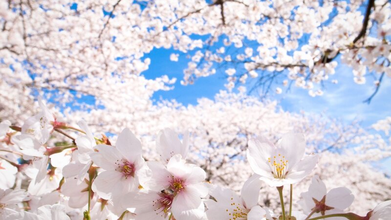 Cherry Blossoms in Bloom — White, Serene, Spring