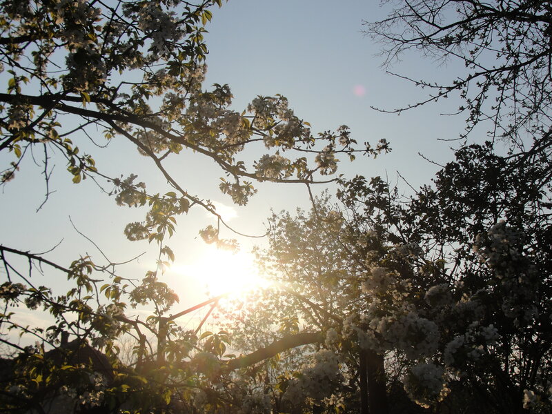 Cherry Blossoms in Bloom — White, Serene, Sunset