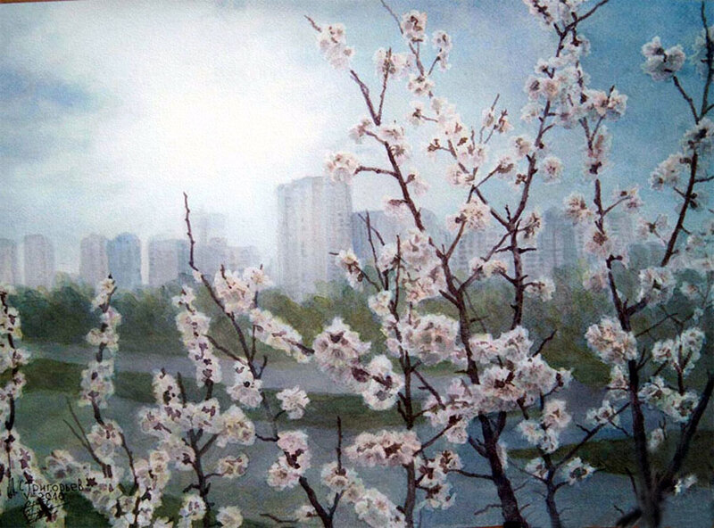 Cherry Blossoms in Bloom — White