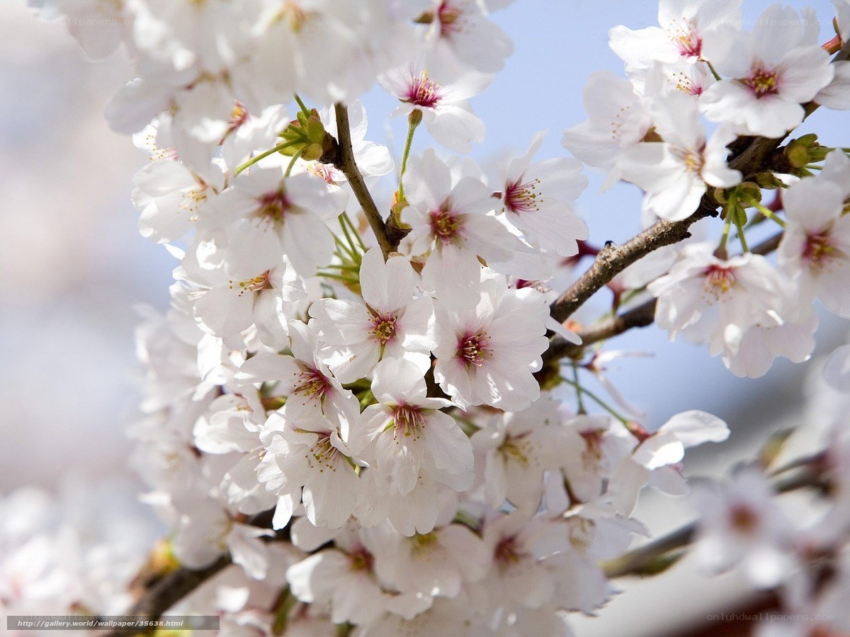 Cherry blossoms in bloom