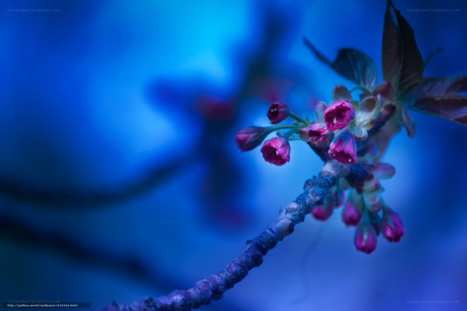 Cherry blossoms in blue light