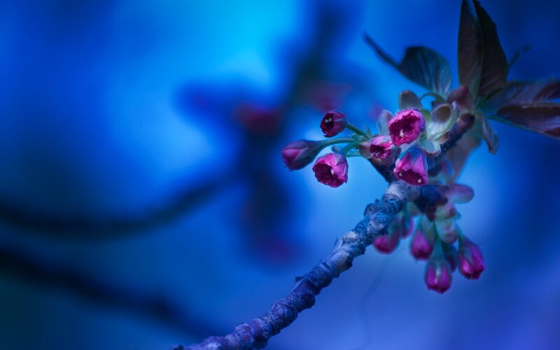 cherry blossoms in blue light