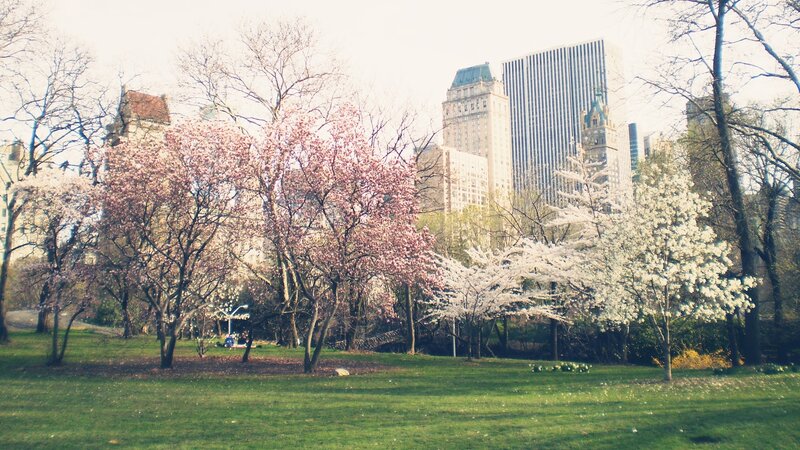 Cherry blossoms in Central Park