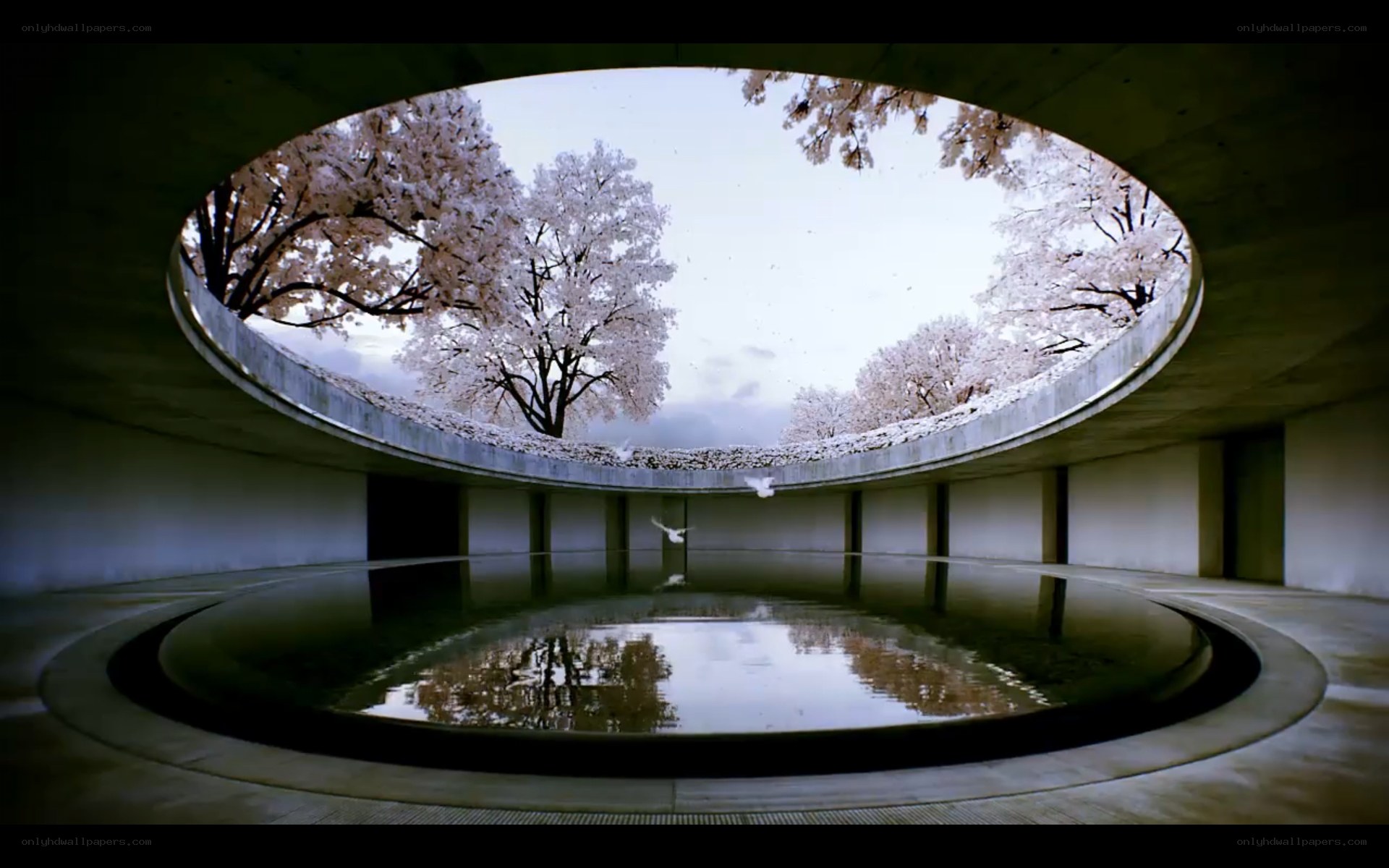 Cherry blossoms in circular courtyard