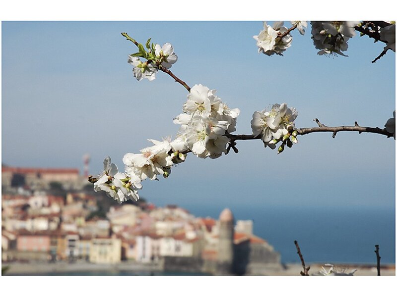 Cherry blossoms in Corsica