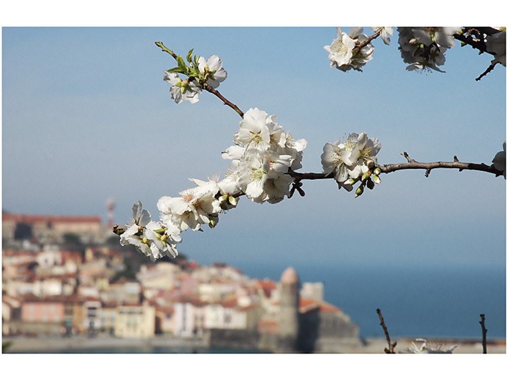 Cherry blossoms in Corsica