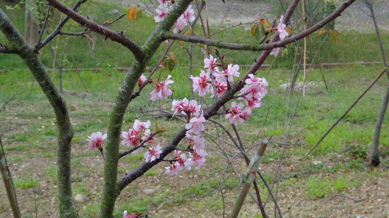 cherry blossoms in early bloom