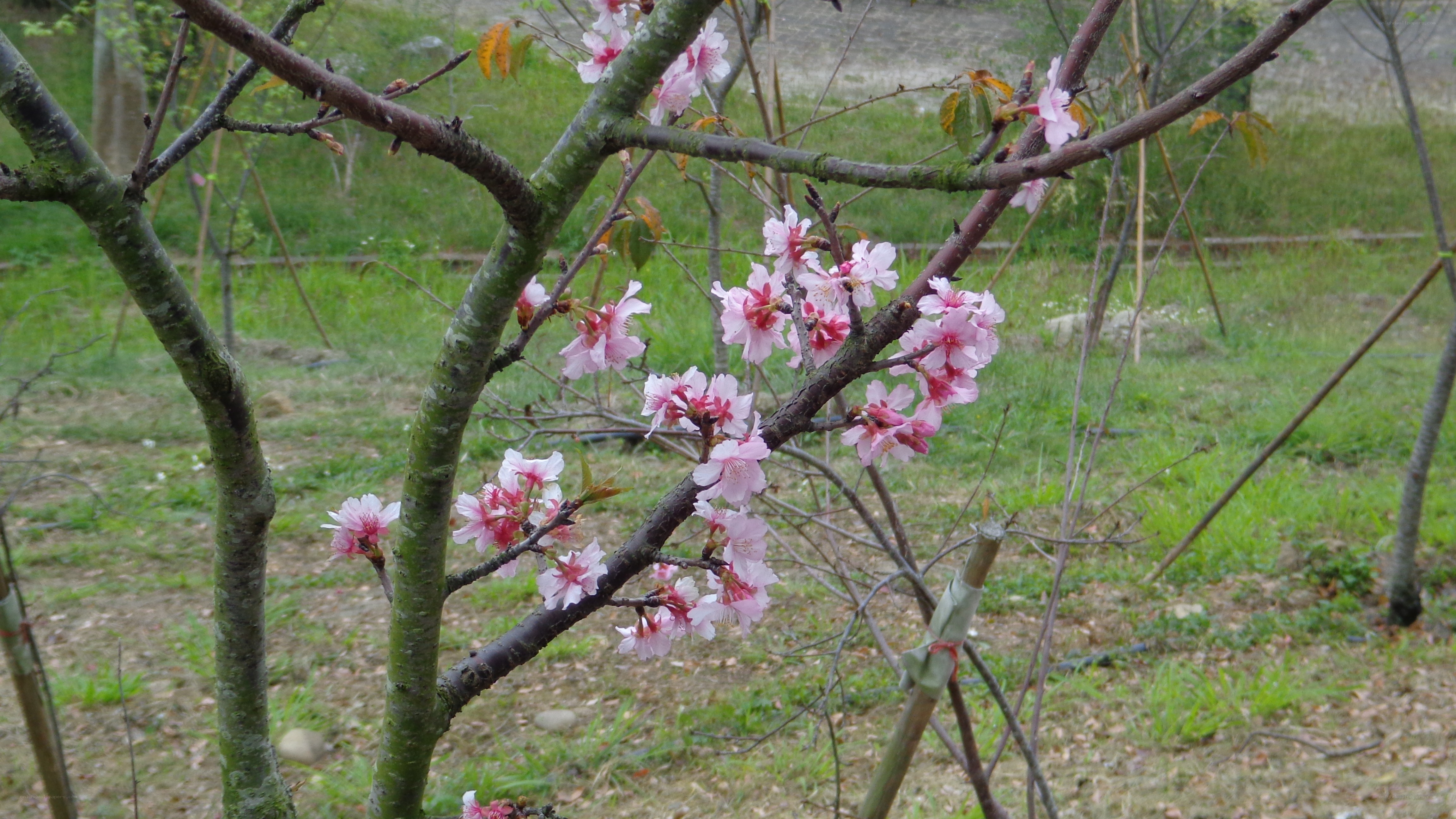 cherry blossoms in early bloom