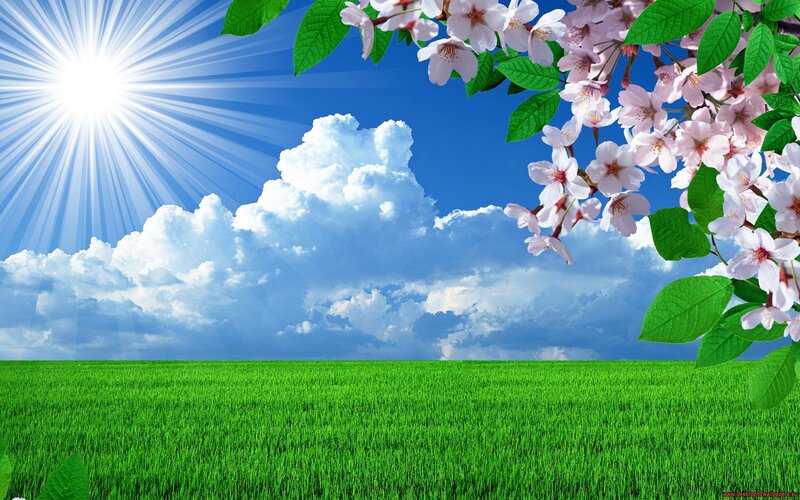 Cherry Blossoms in Field — Green