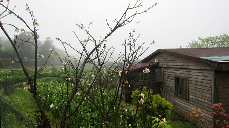 Cherry Blossoms in Fog