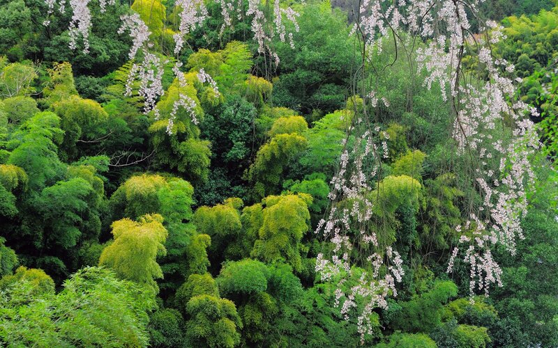 Cherry Blossoms in Forest — Green, Serene