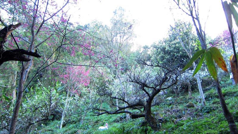 Cherry Blossoms in Forest — Green