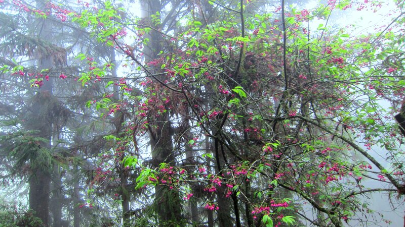 Cherry Blossoms in Forest