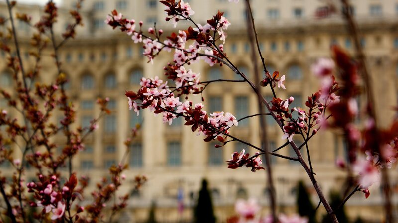 Cherry blossoms in front of a building