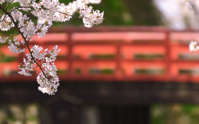cherry blossoms in front of a red bridge