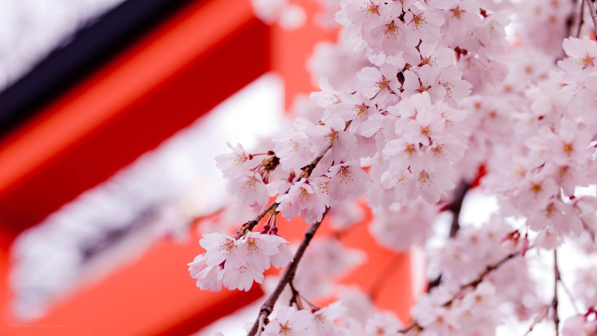 Cherry blossoms in front of a temple