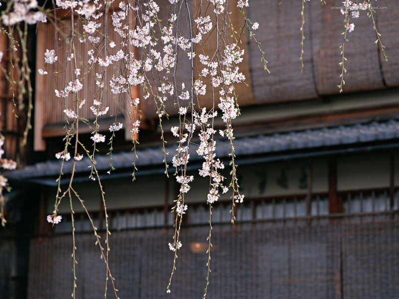 Cherry blossoms in front of a traditional building