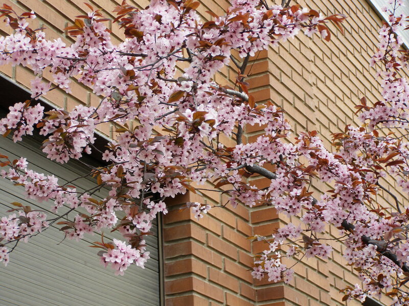 cherry blossoms in front of brick building
