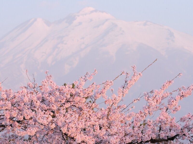 Cherry Blossoms in Front of Mountain