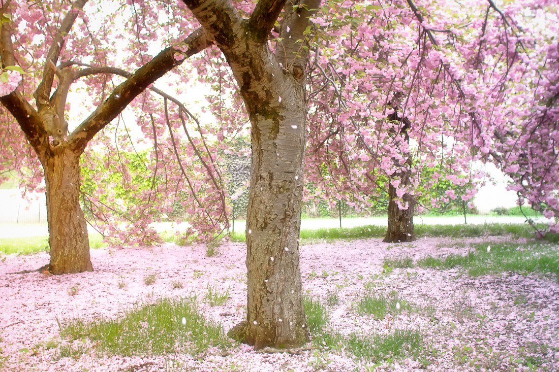 Cherry blossoms in full bloom