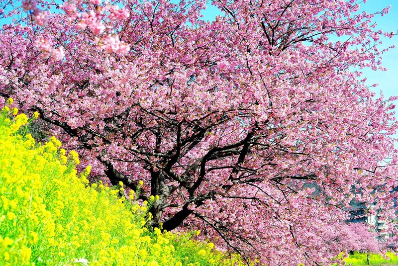 Cherry blossoms in full bloom