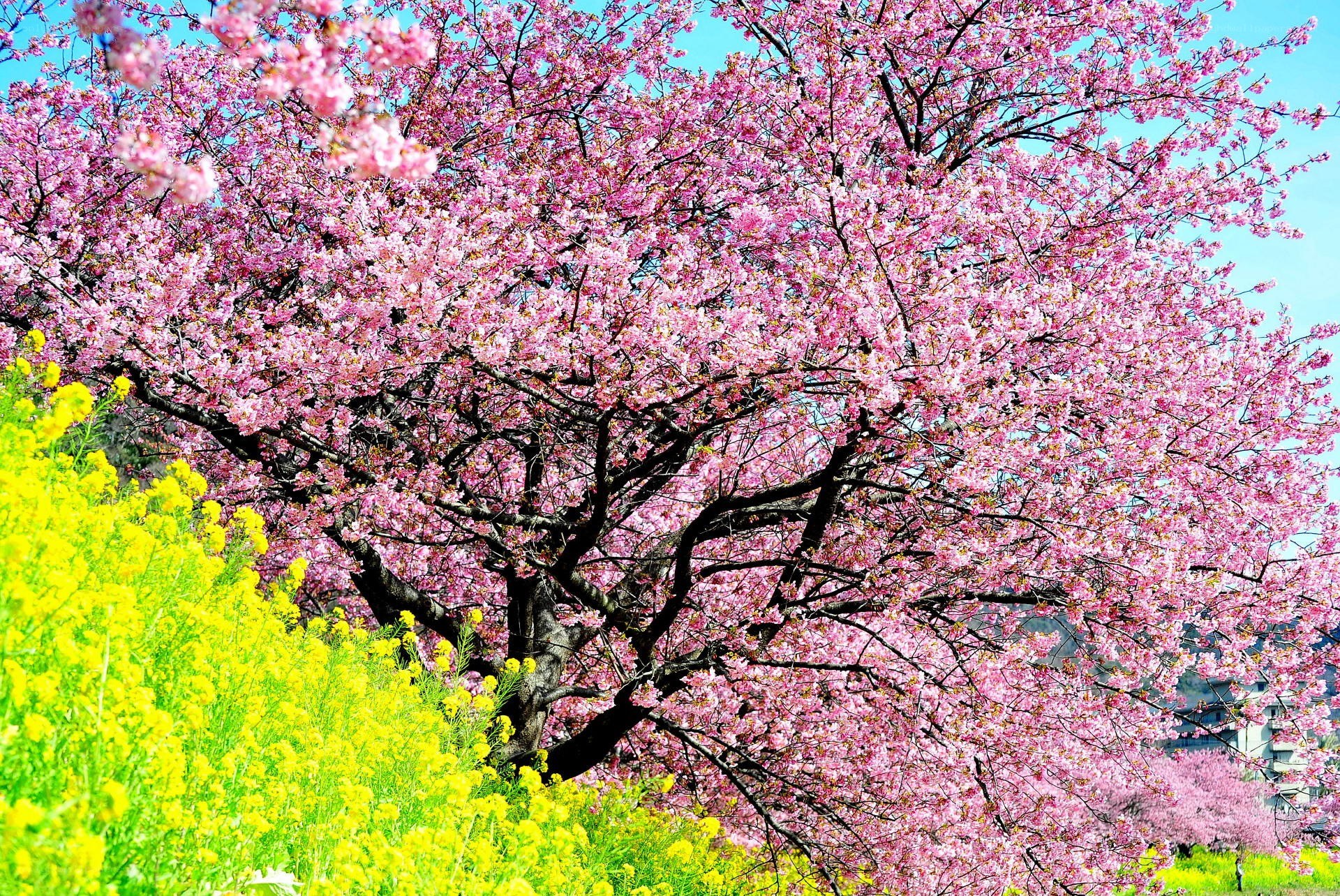 Cherry blossoms in full bloom