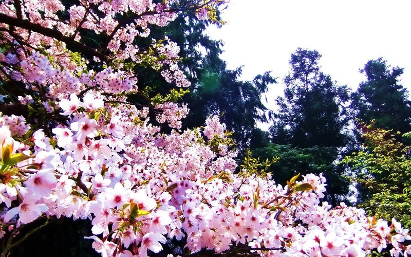Cherry blossoms in full bloom