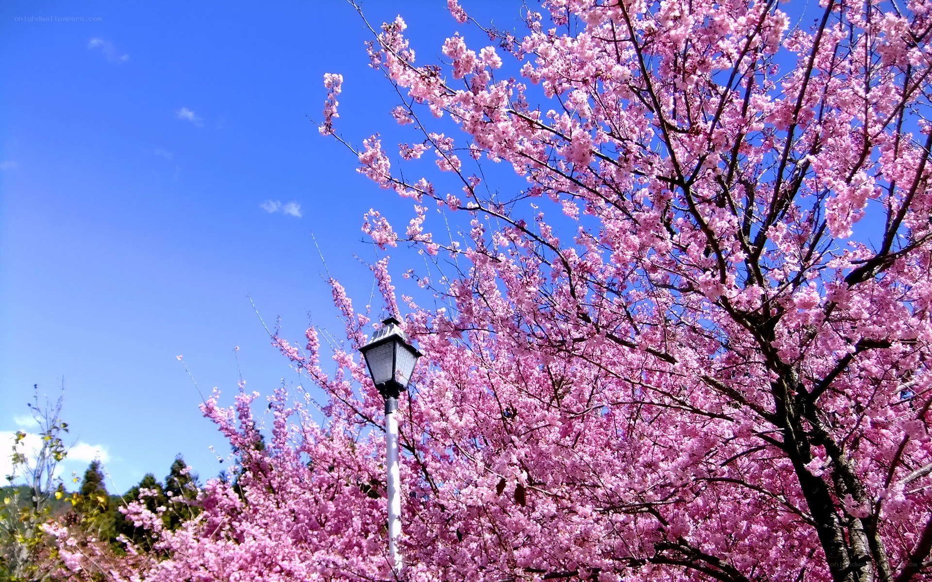 Cherry blossoms in full bloom