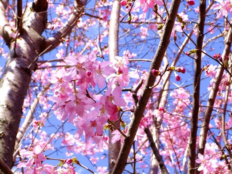 Cherry blossoms in full bloom
