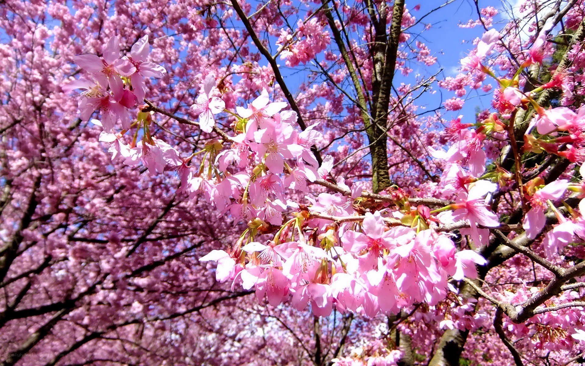 Cherry blossoms in full bloom