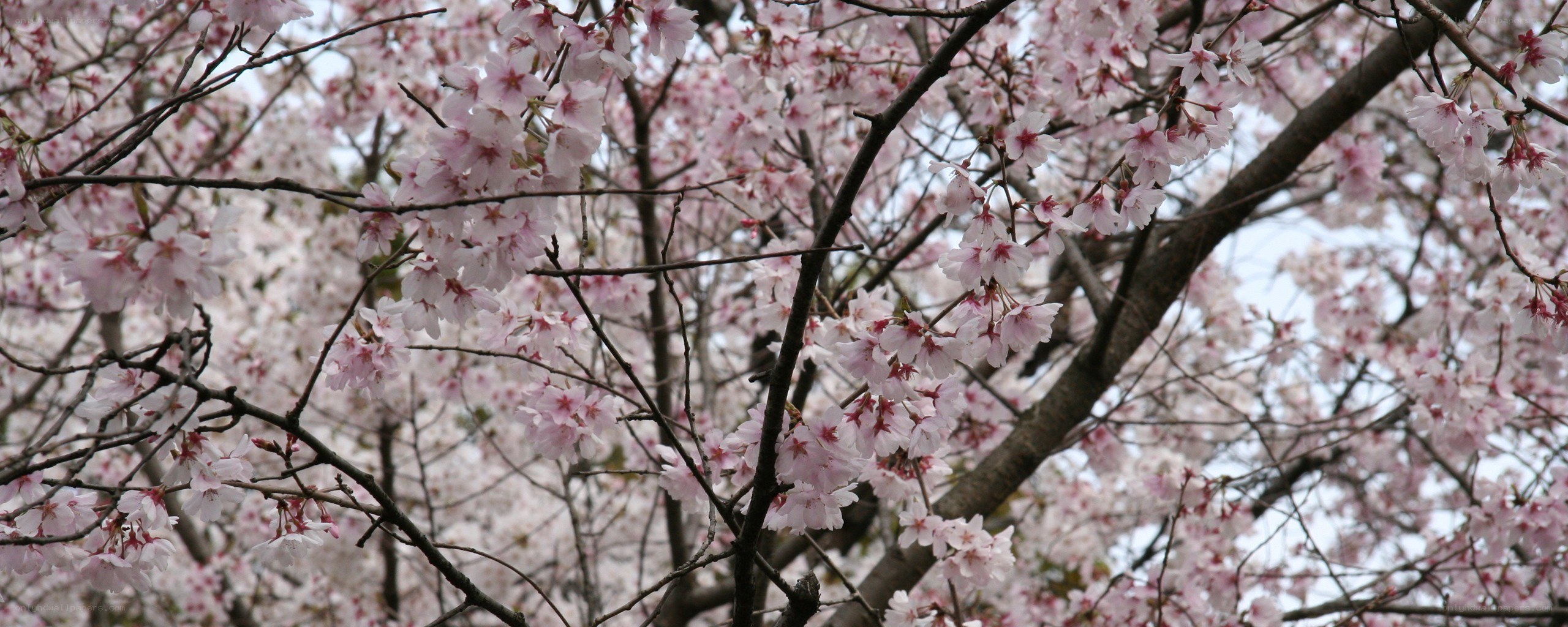 cherry blossoms in full bloom