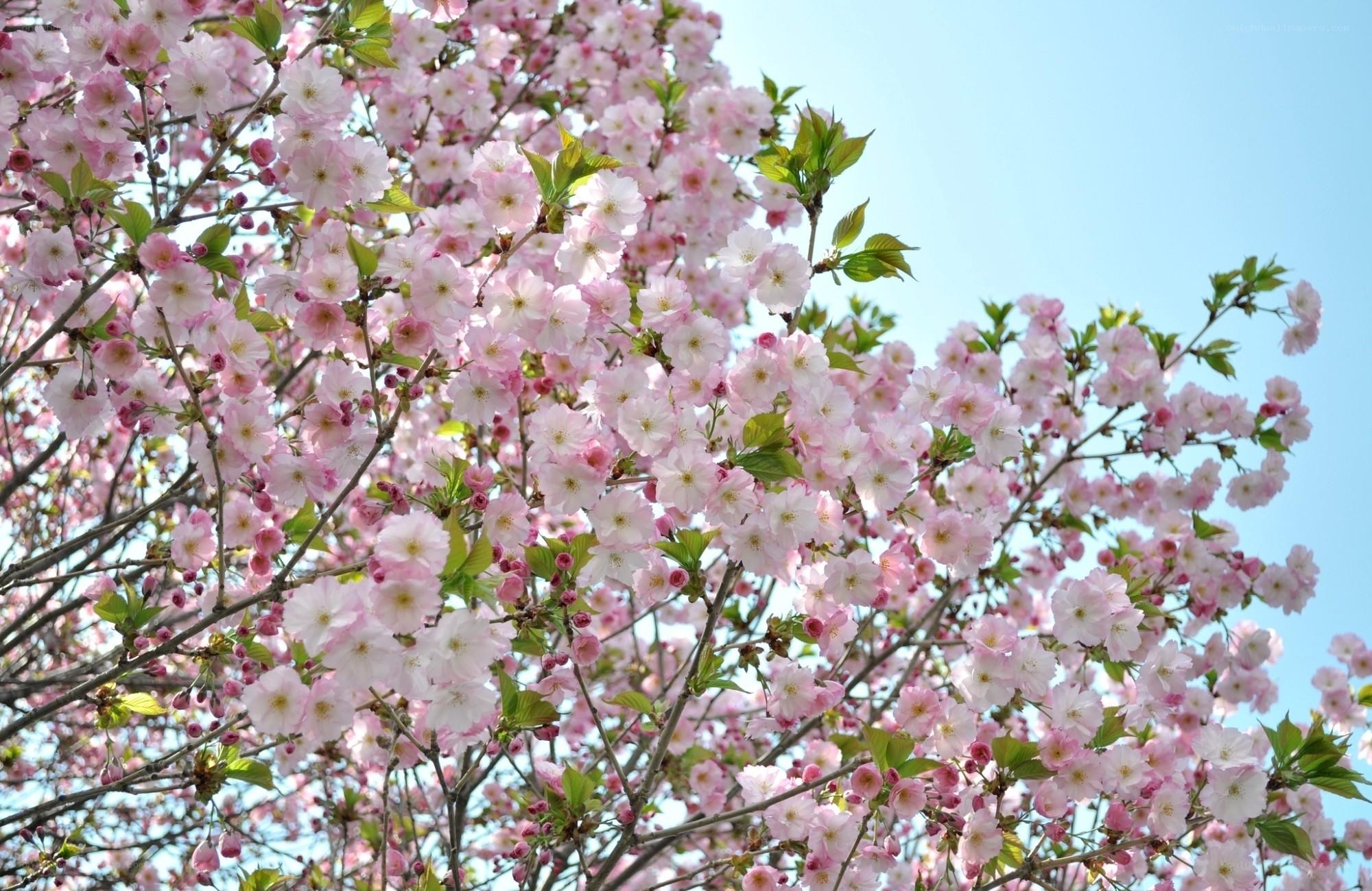 Cherry blossoms in full bloom