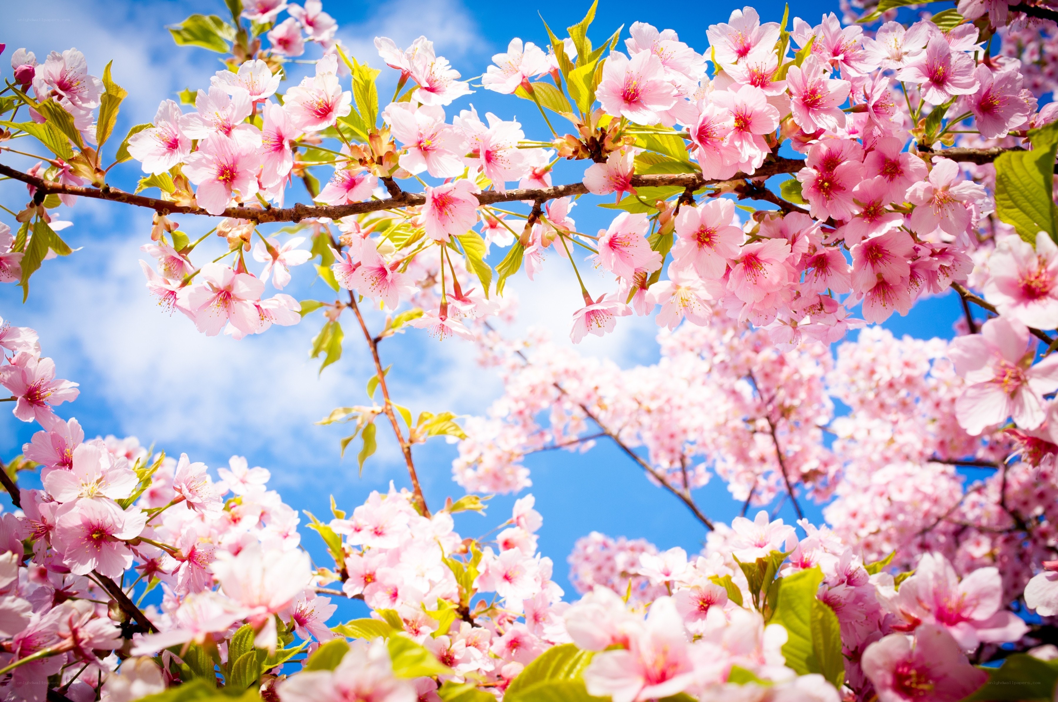 Cherry blossoms in full bloom