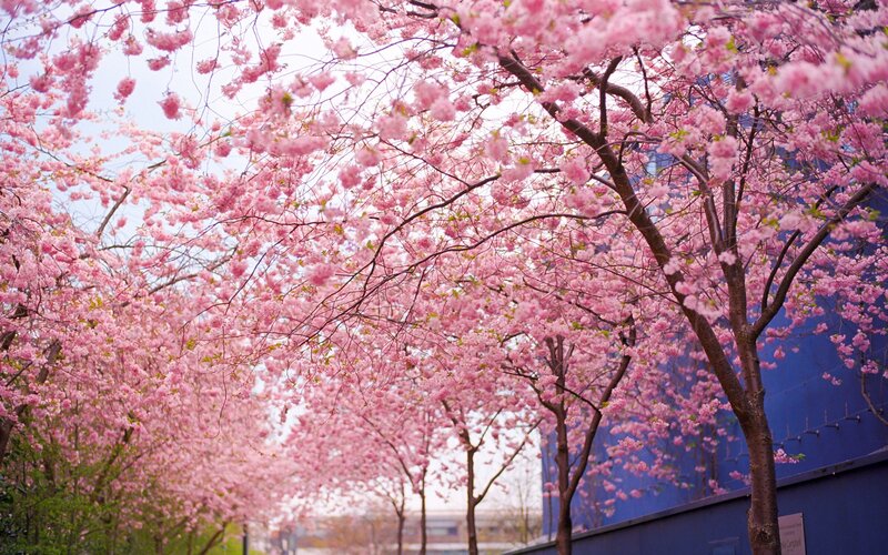 cherry blossoms in full bloom