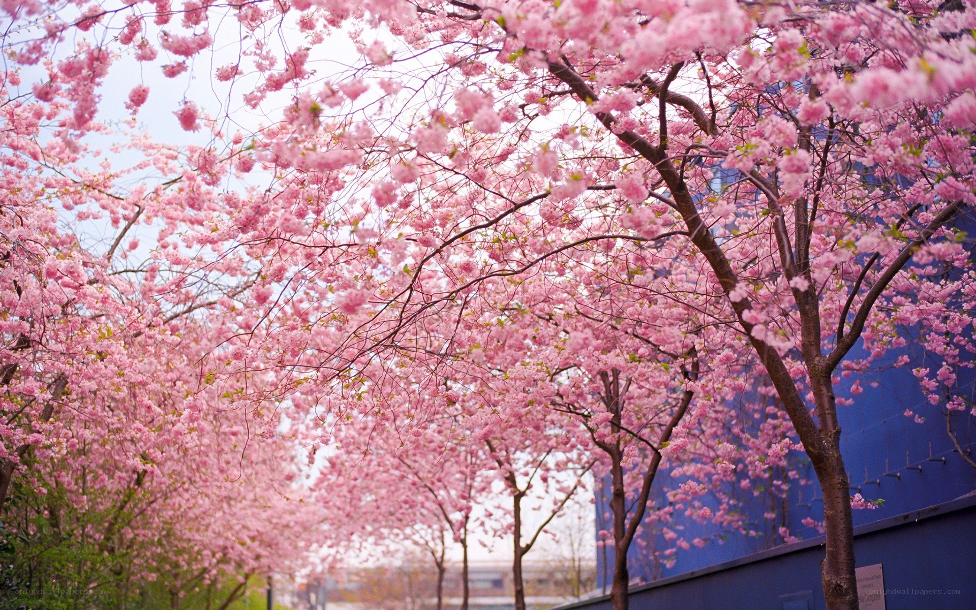 cherry blossoms in full bloom