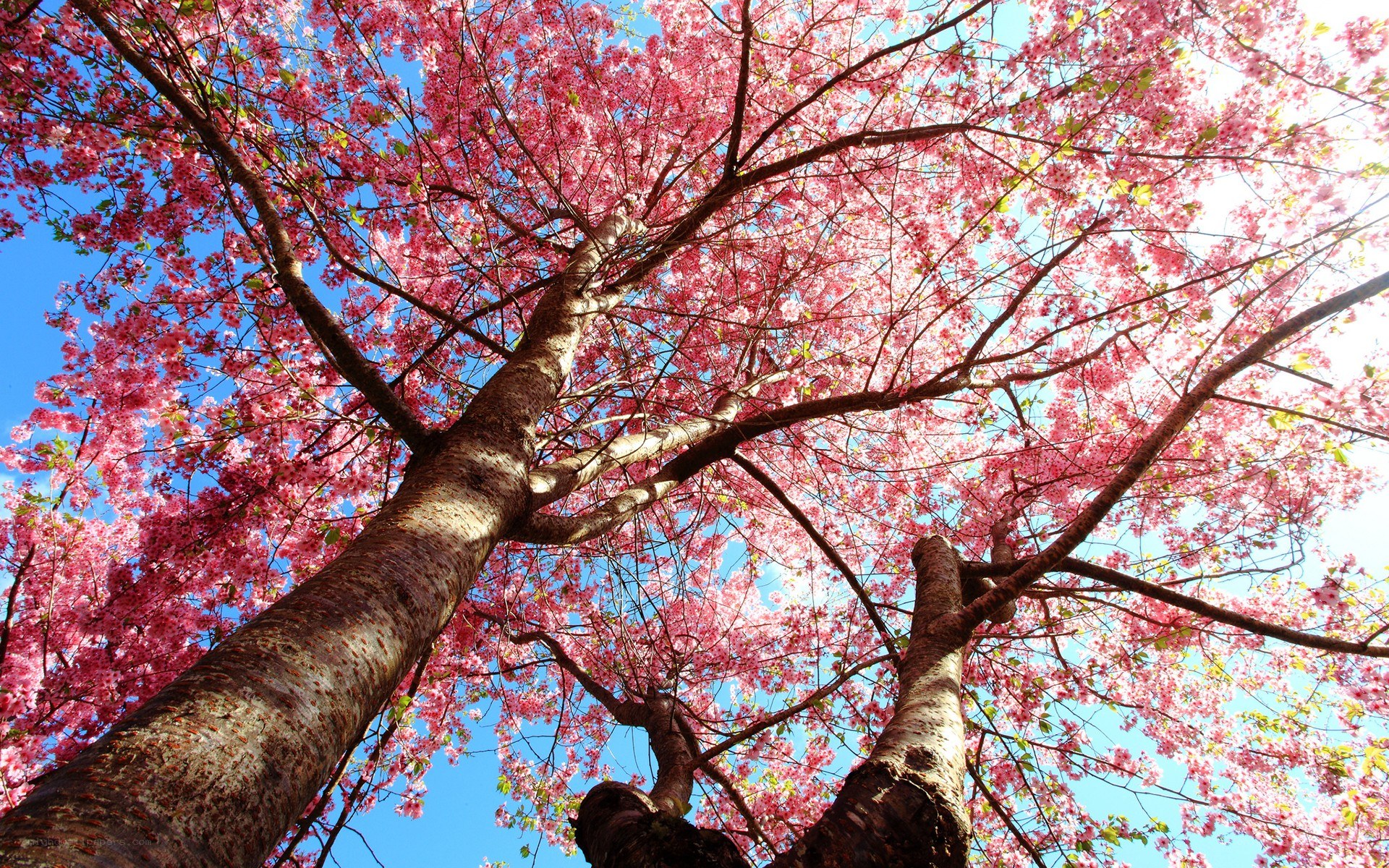 Cherry blossoms in full bloom