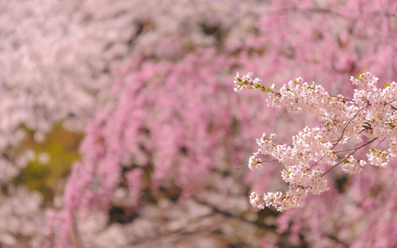 Cherry blossoms in full bloom