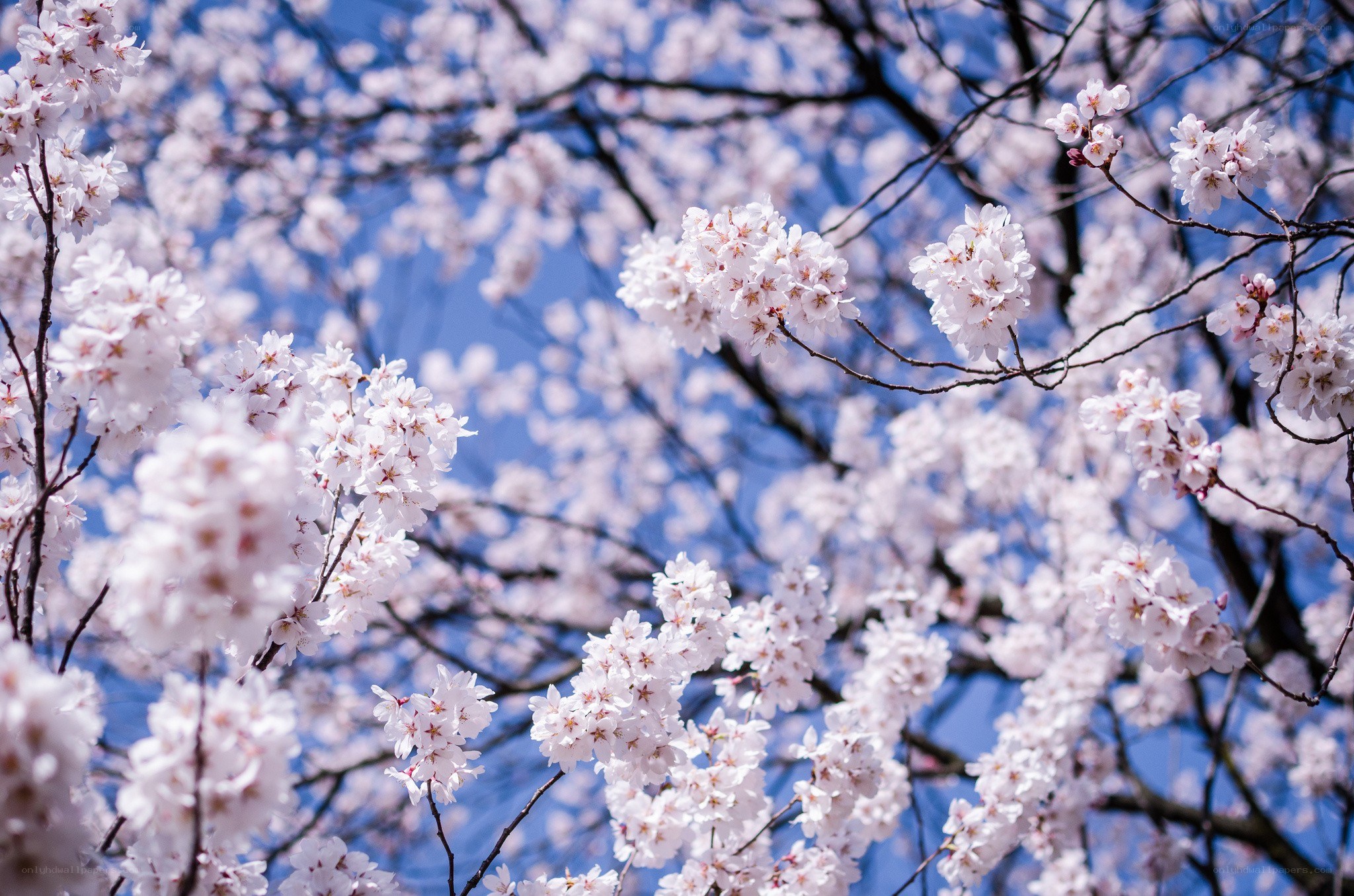 Cherry blossoms in full bloom