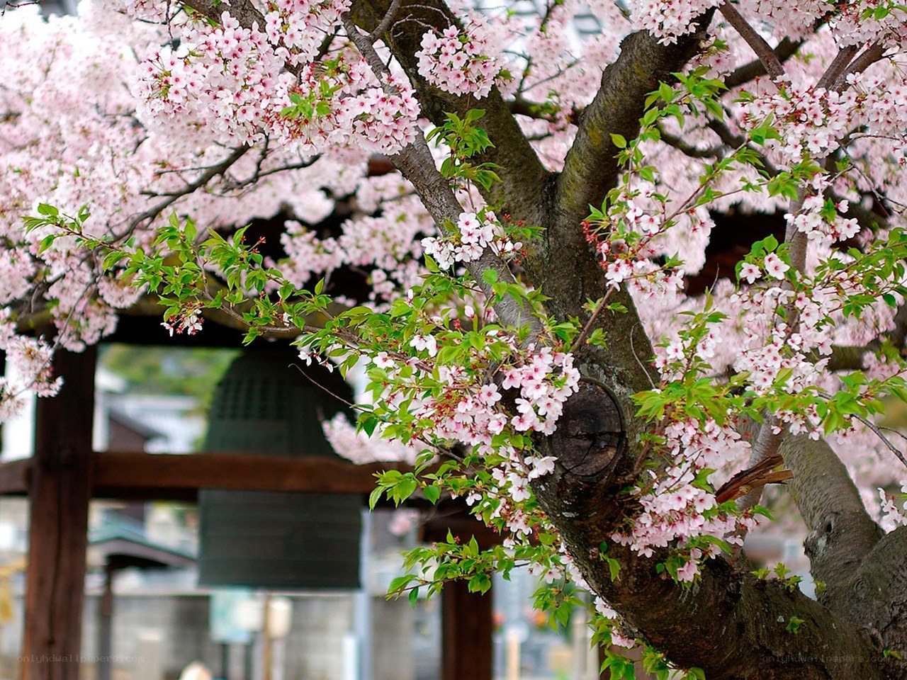 Cherry blossoms in full bloom