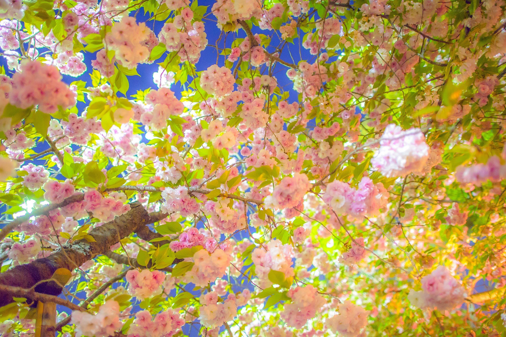 cherry blossoms in full bloom