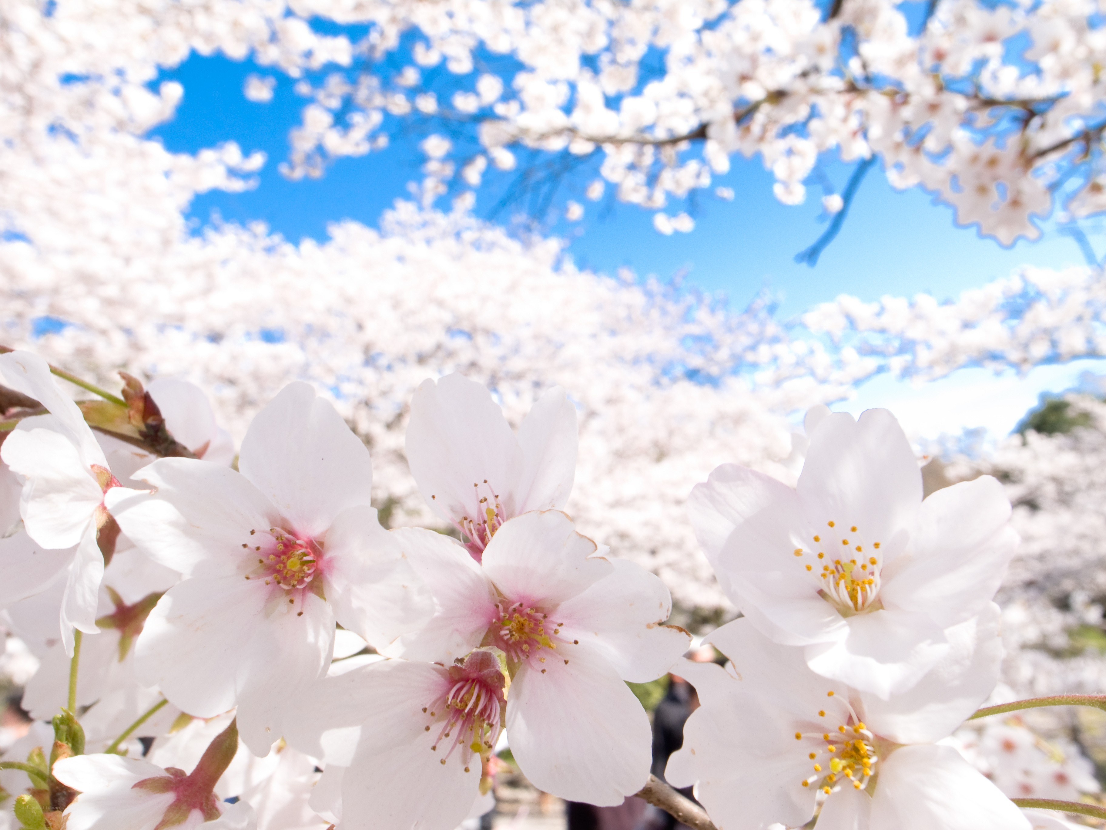 Cherry blossoms in full bloom