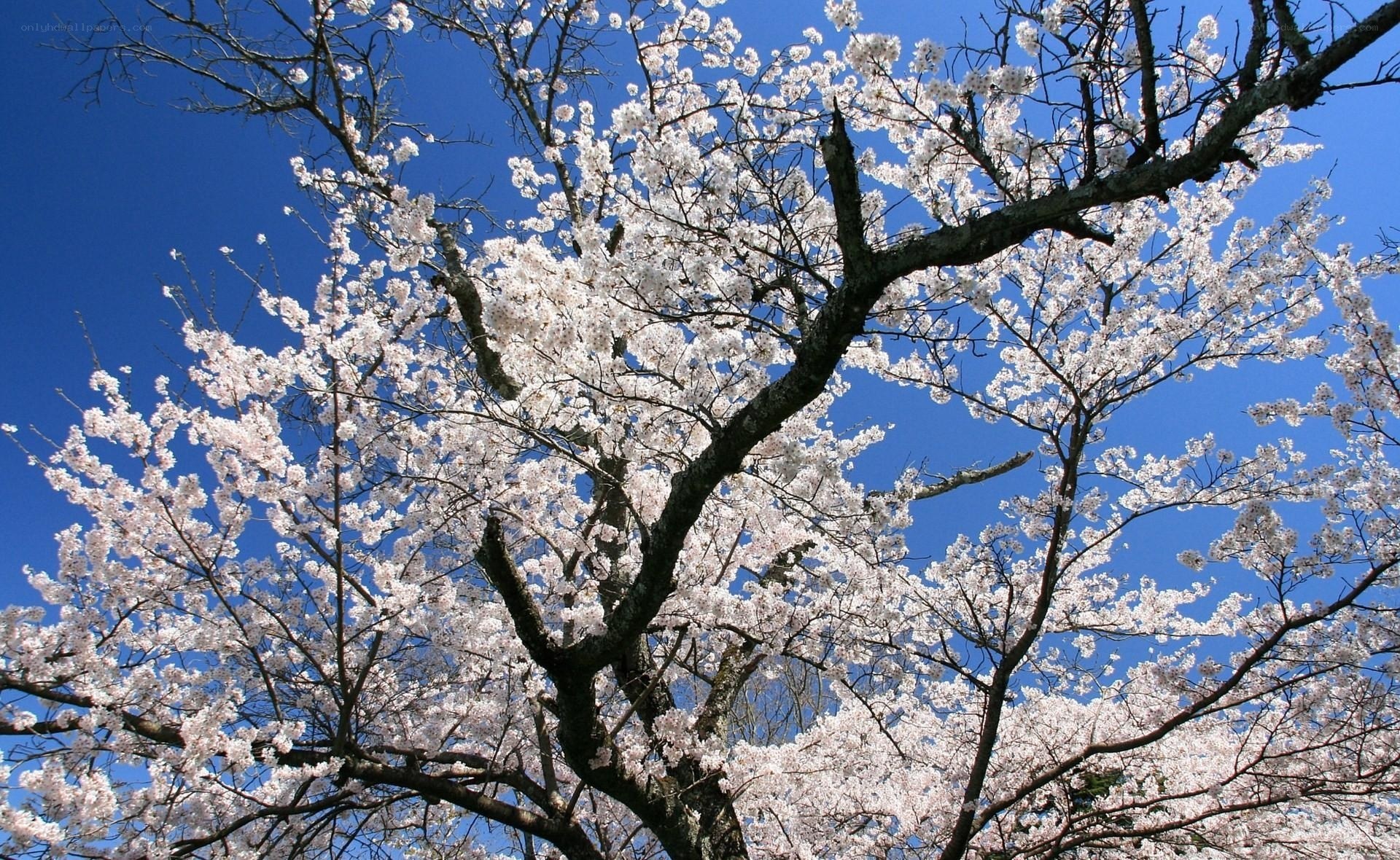 Cherry blossoms in full bloom