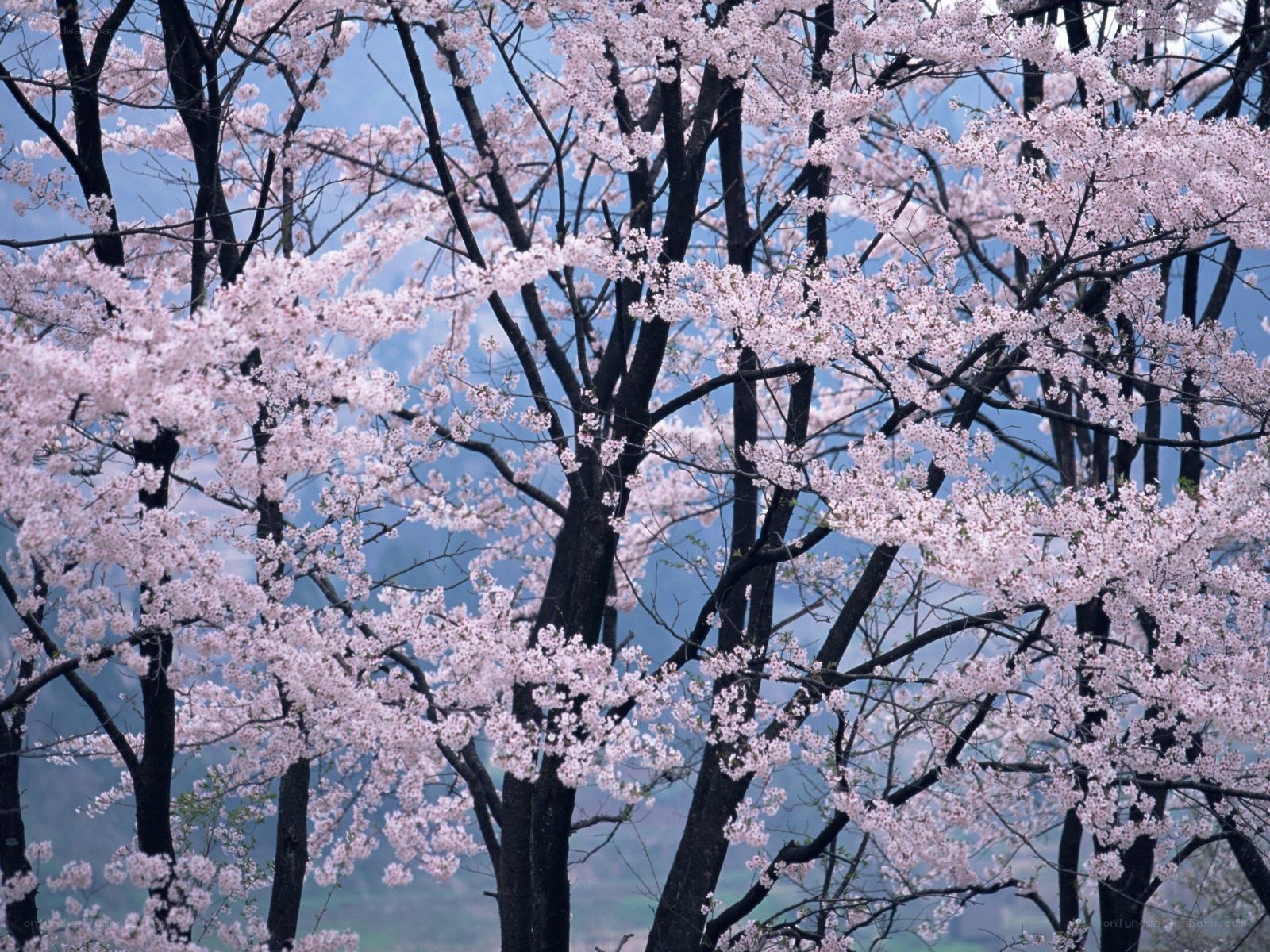 Cherry blossoms in full bloom