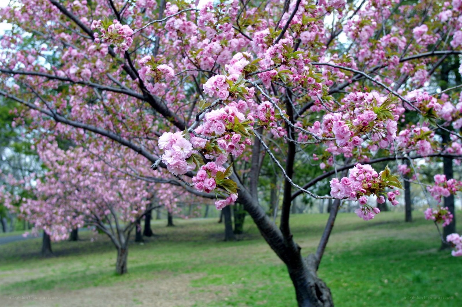Cherry blossoms in full bloom
