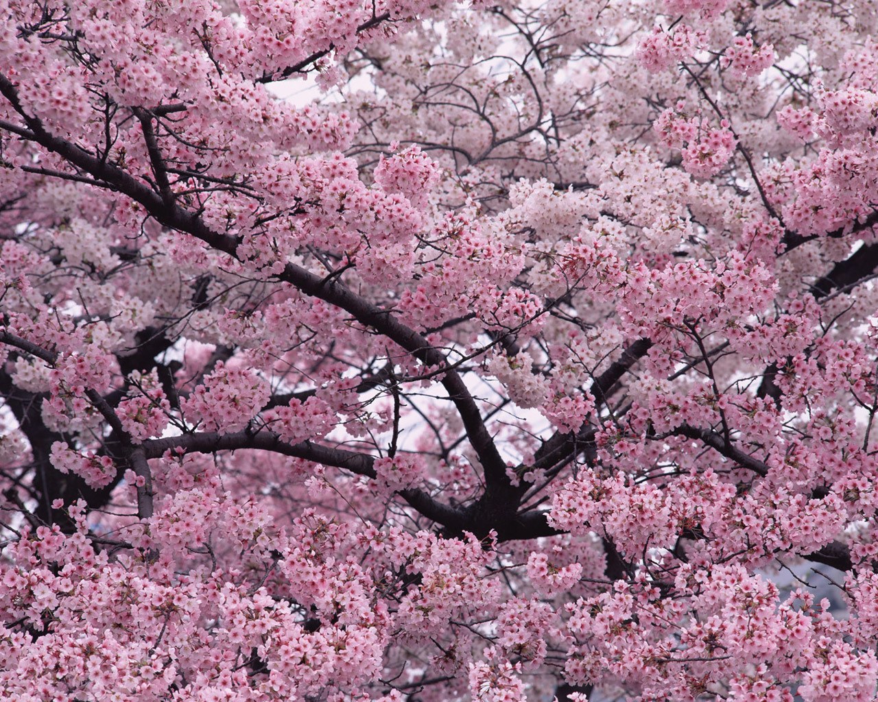 cherry blossoms in full bloom