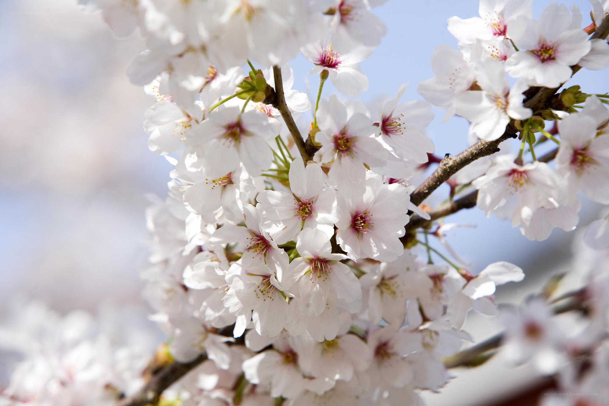 Cherry blossoms in full bloom