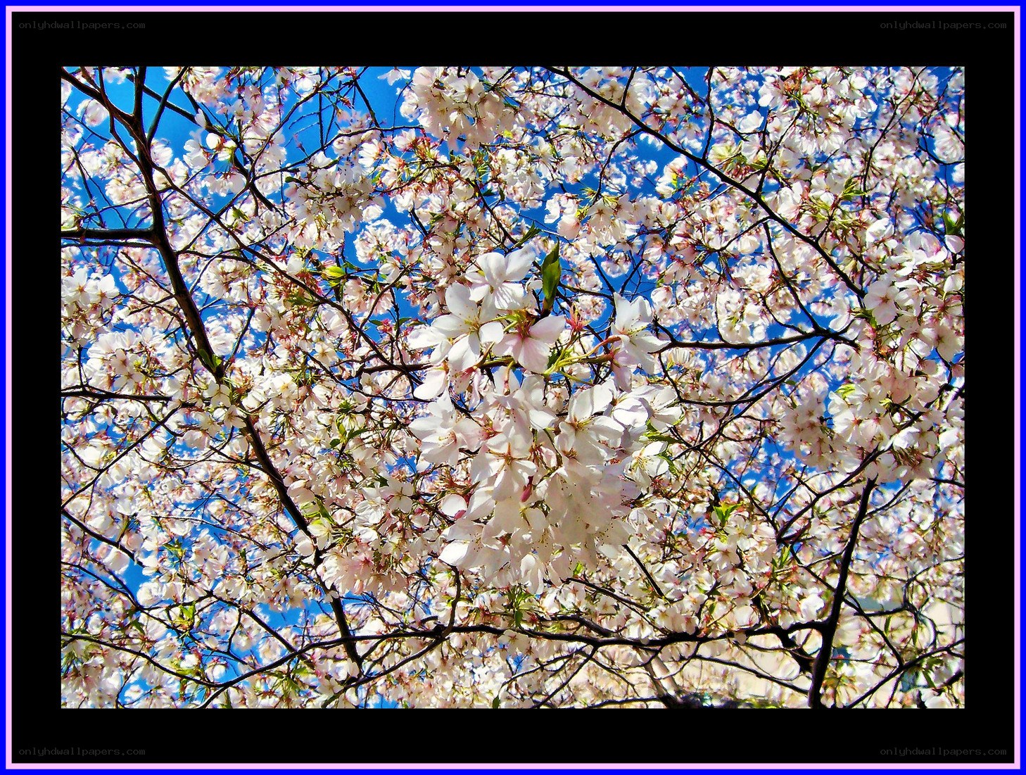 Cherry blossoms in full bloom