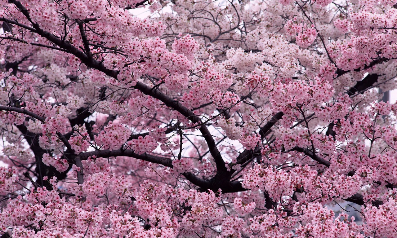 cherry blossoms in full bloom