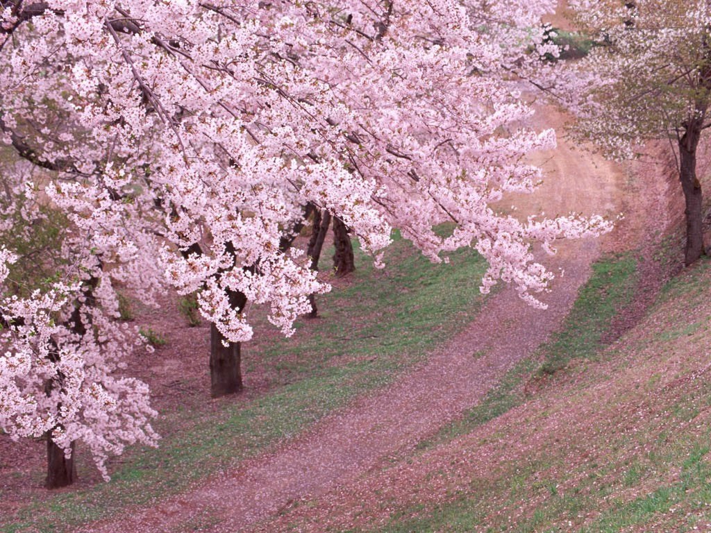 Cherry blossoms in full bloom
